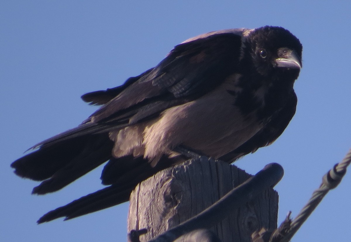 Hooded Crow - ML612269391
