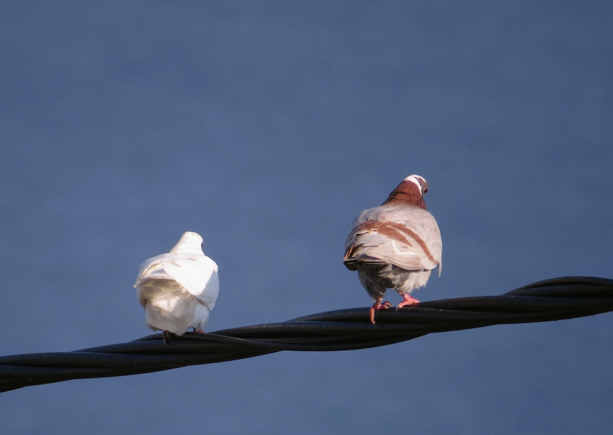 Rock Pigeon (Feral Pigeon) - ML612269406