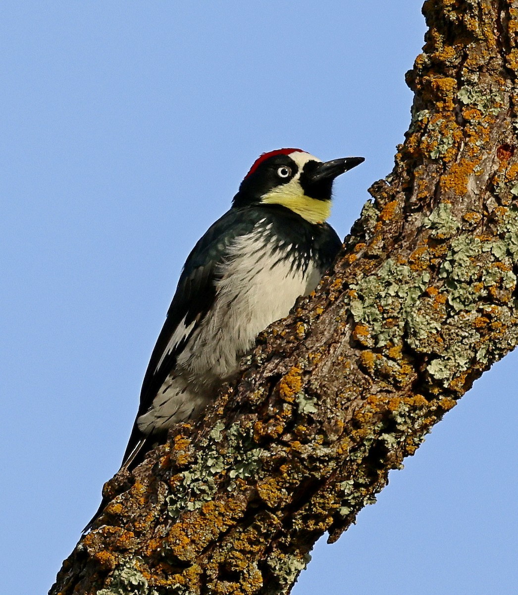 Acorn Woodpecker - ML612270149