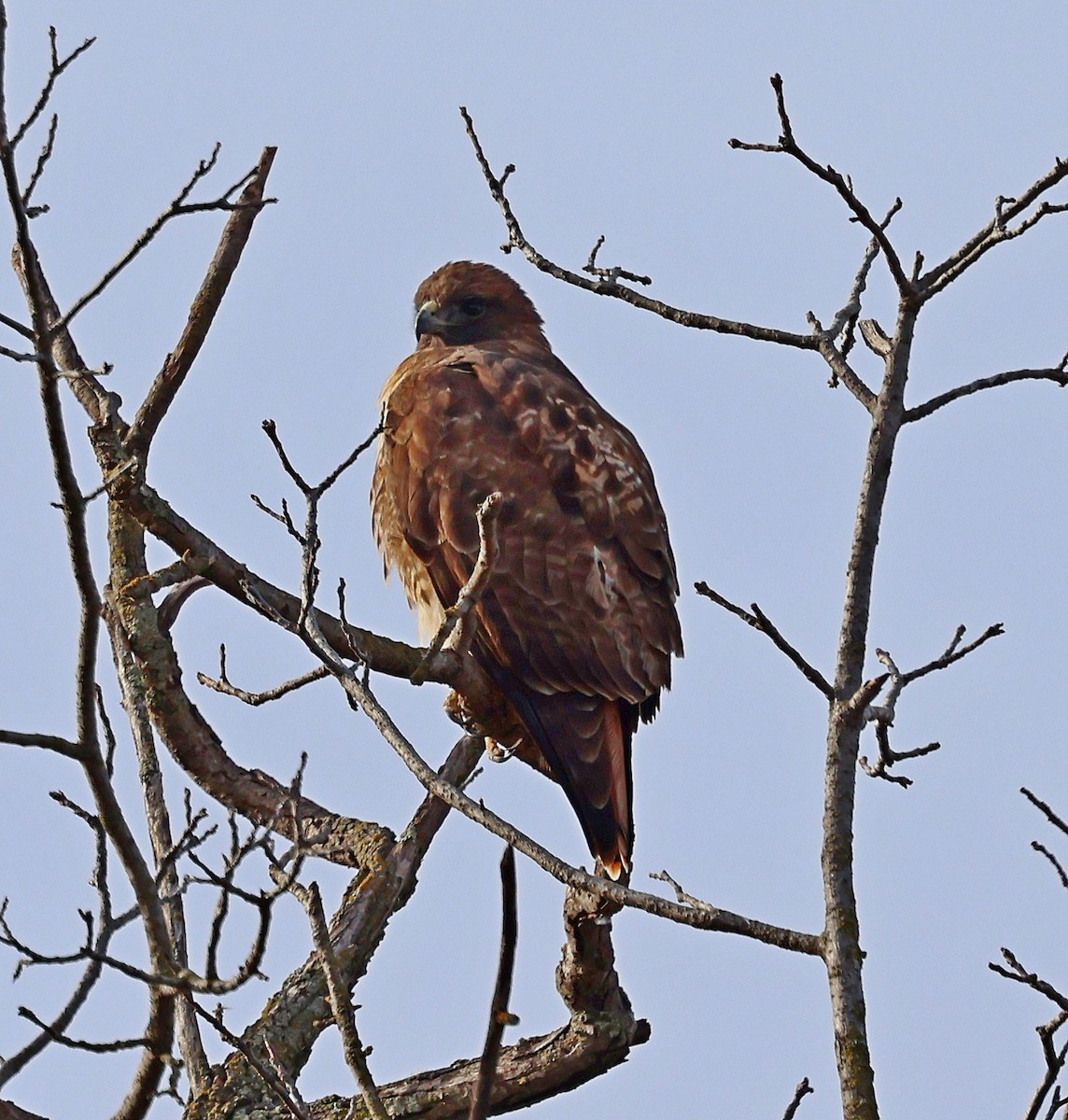 Red-tailed Hawk - ML612270168
