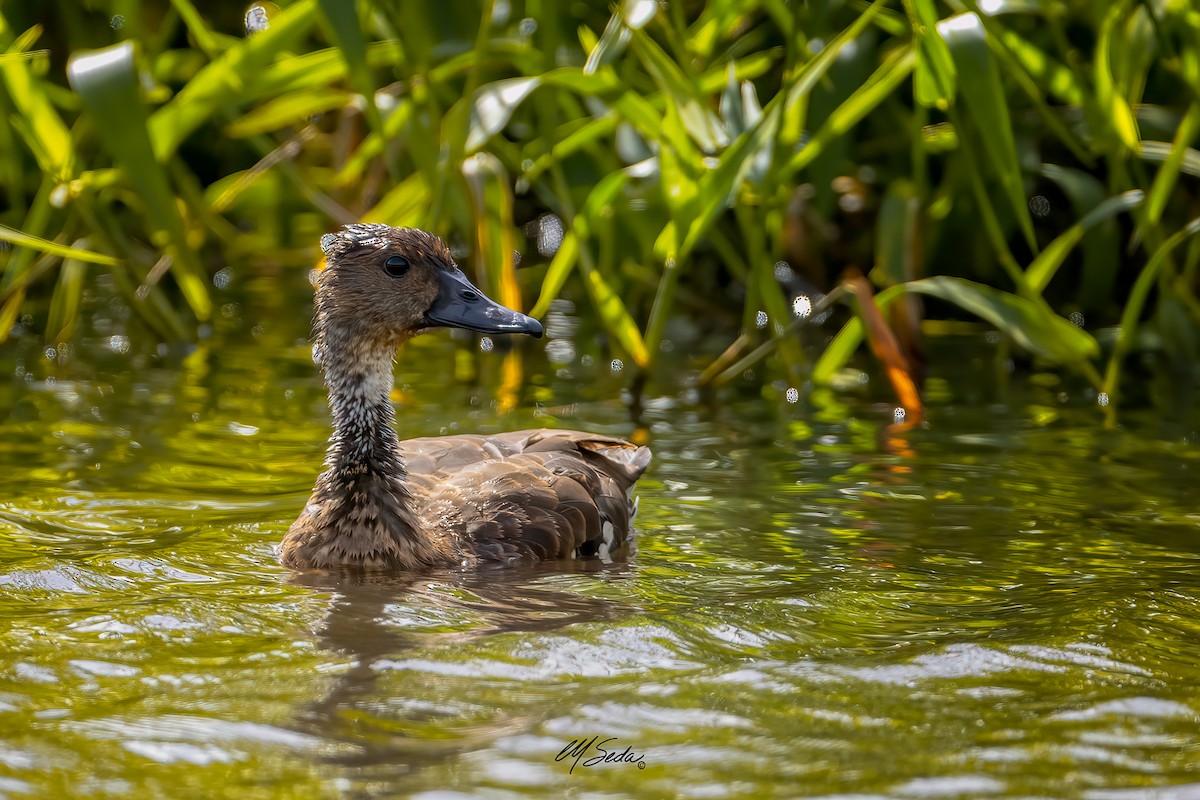 West Indian Whistling-Duck - ML612270903