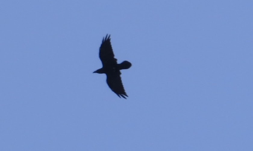 Common Raven - ML612271024