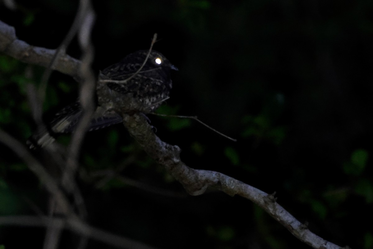 Puerto Rican Nightjar - ML612271378