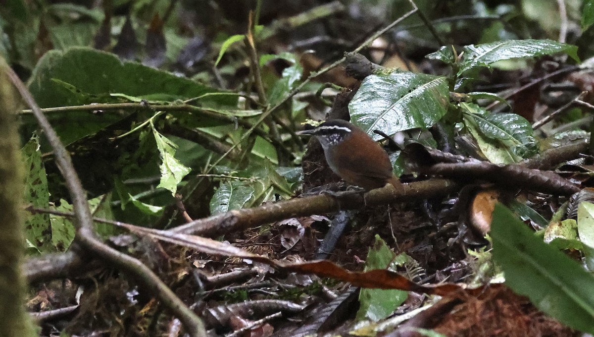 Gray-breasted Wood-Wren (Andean) - ML612271834