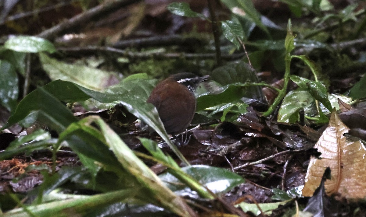 Gray-breasted Wood-Wren (Andean) - ML612271837