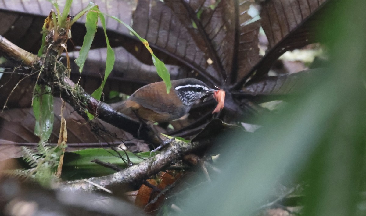 Gray-breasted Wood-Wren (Andean) - ML612271866