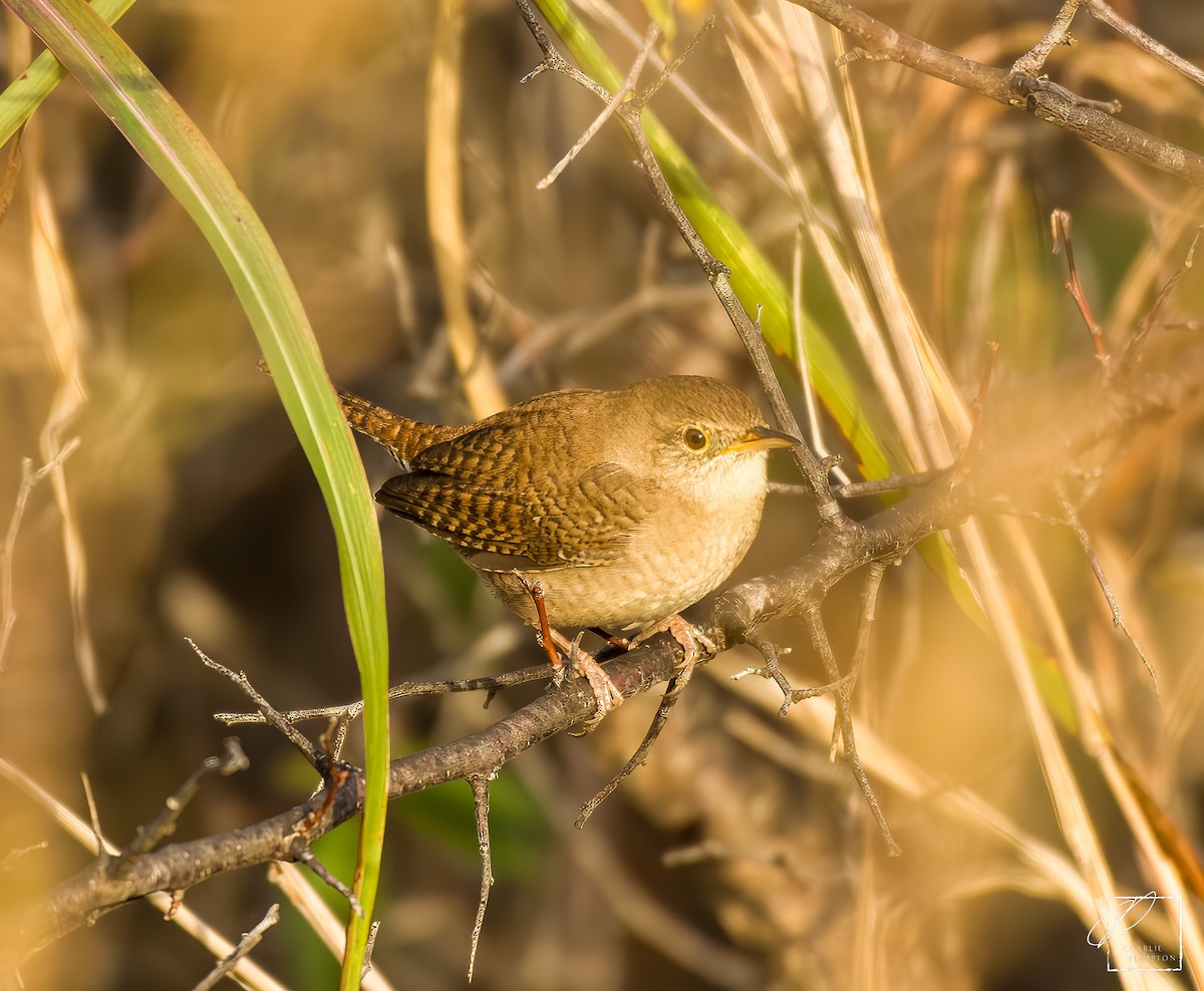 eBird Checklist - 14 Dec 2023 - Fort Cavazos--Cantonment (Bell Co ...