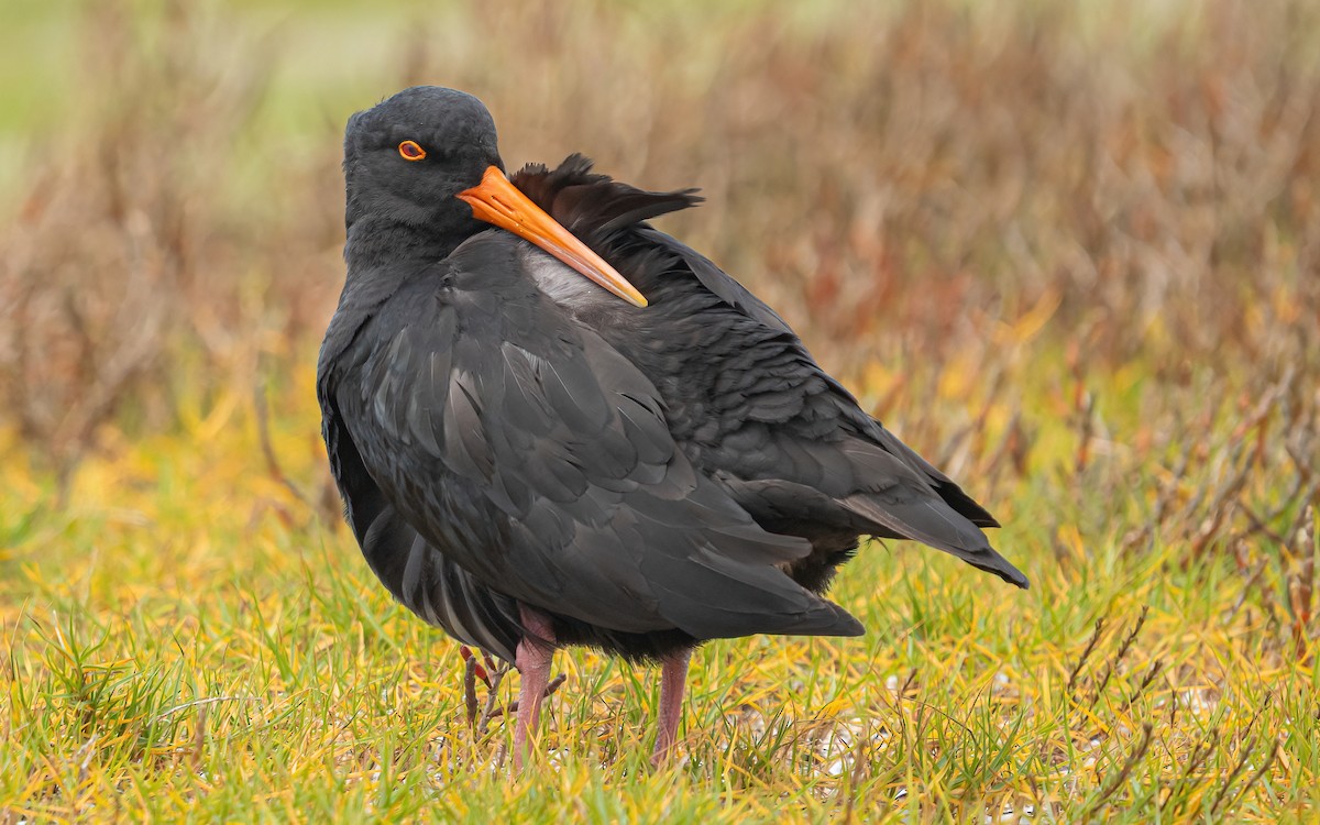Variable Oystercatcher - Wouter Van Gasse