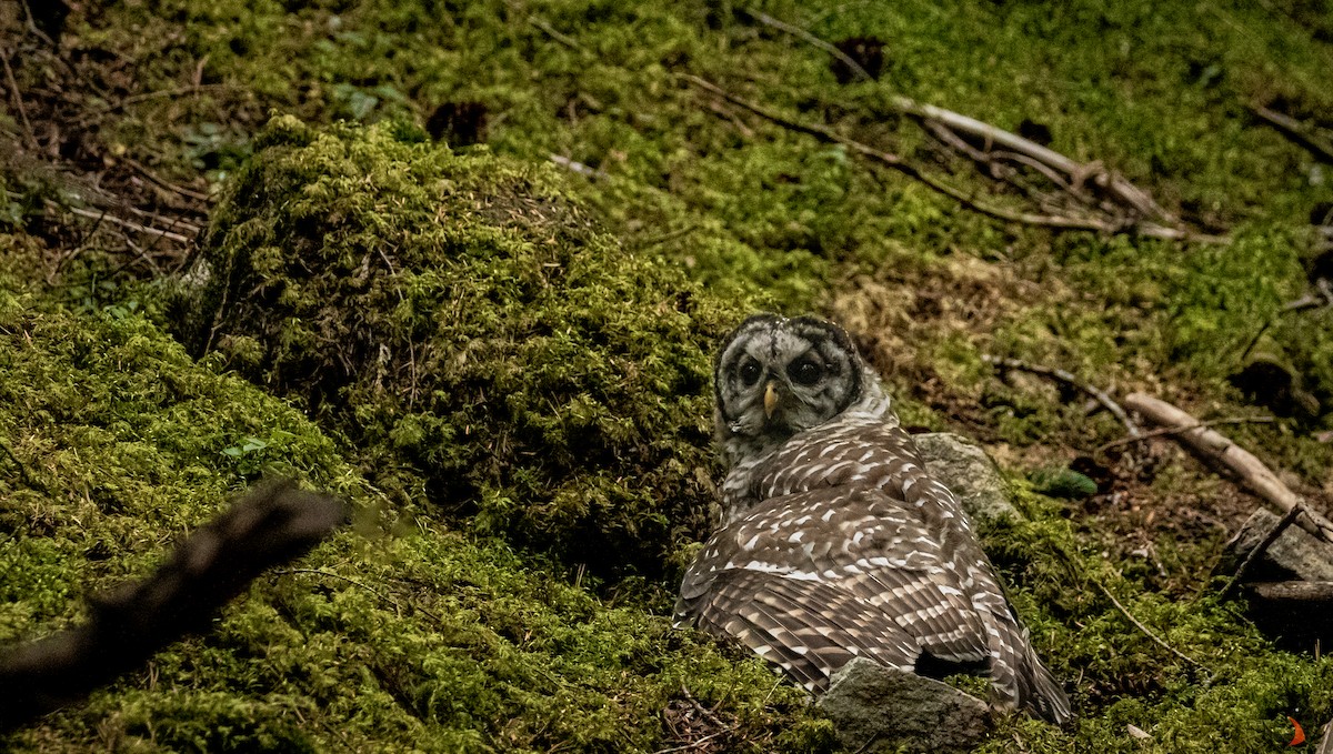 Barred Owl - David Rodríguez Arias