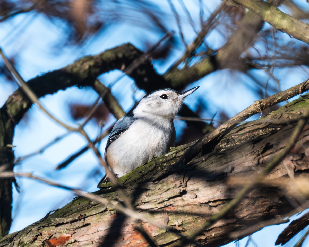 White-breasted Nuthatch - ML612272623