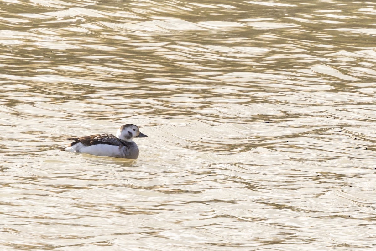 Long-tailed Duck - ML612273471
