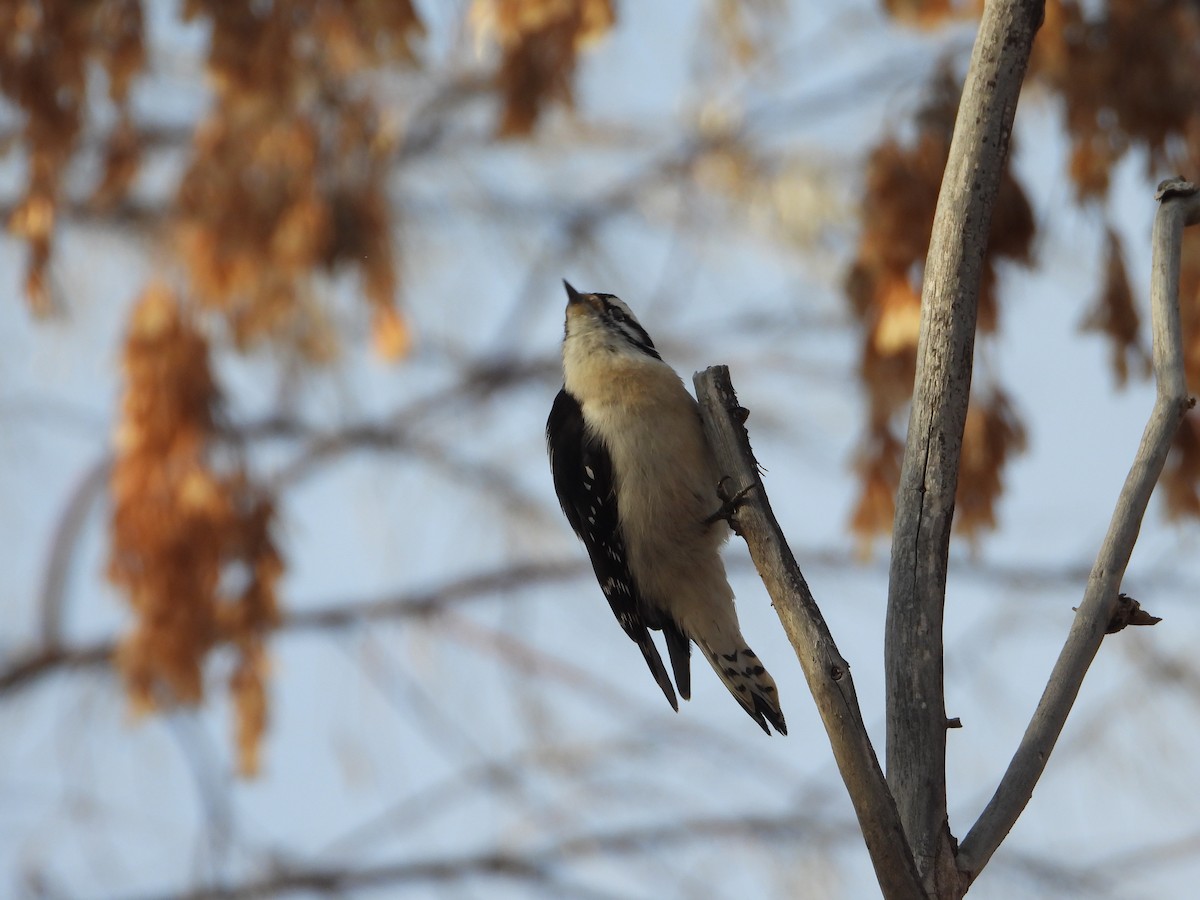 Downy Woodpecker (Rocky Mts.) - ML612273723