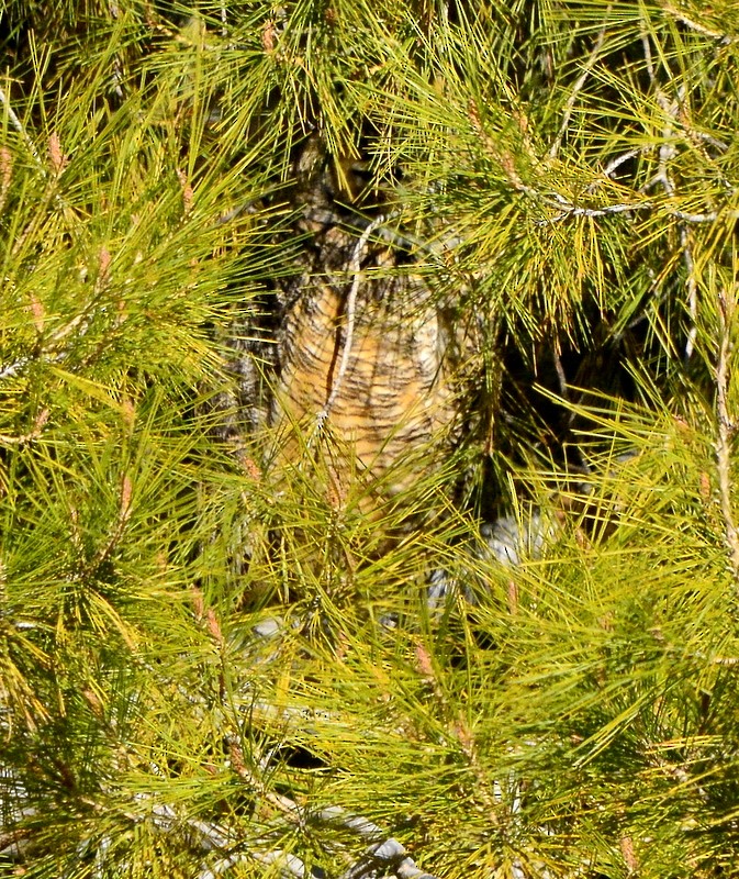 Great Horned Owl - ML612273797