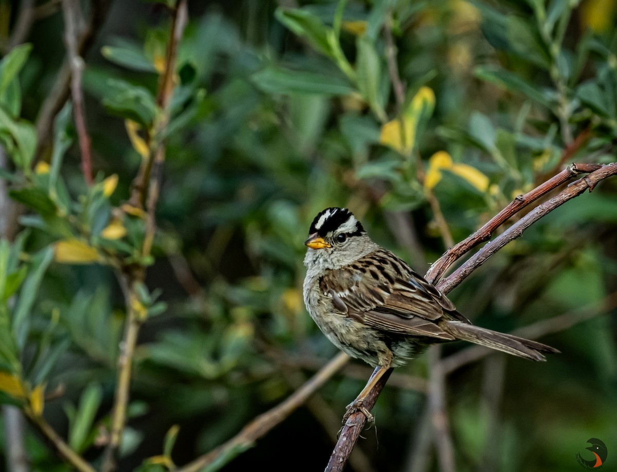 White-crowned Sparrow - ML612274413