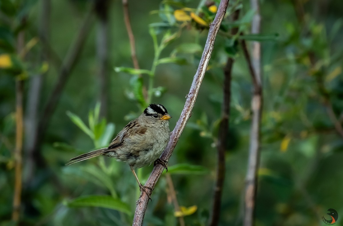 White-crowned Sparrow - ML612274414