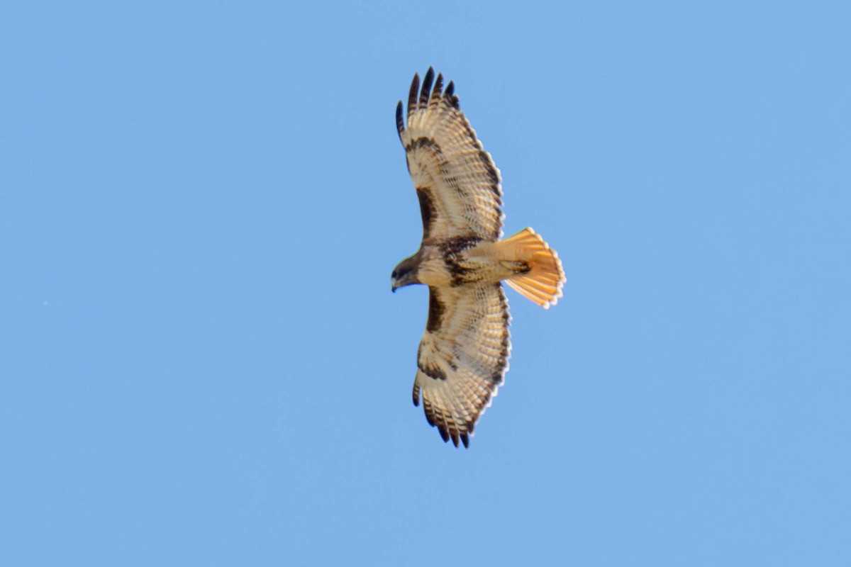 Red-tailed Hawk - ML612274860