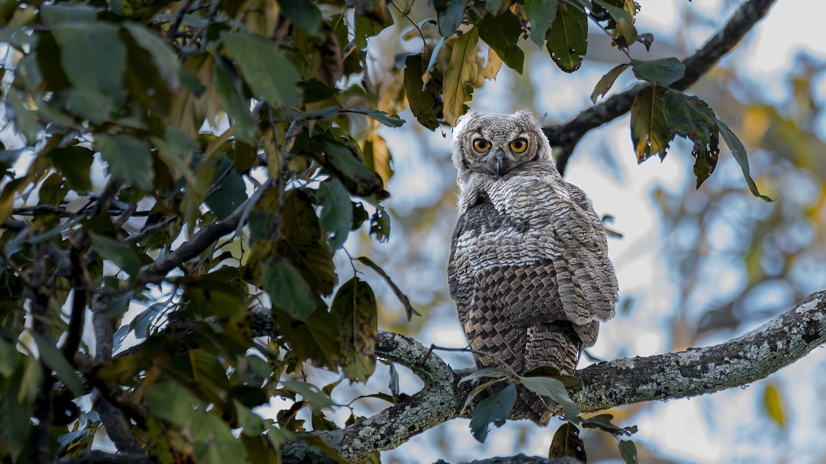 Great Horned Owl - ML612275020