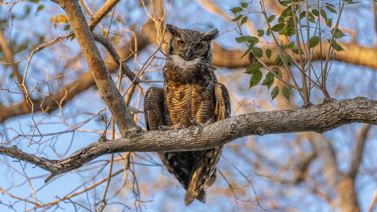Great Horned Owl - ML612275023