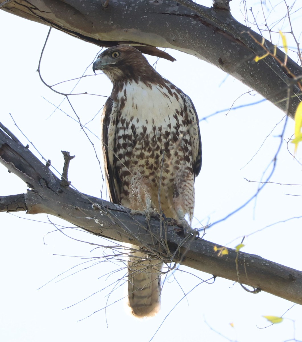 Red-tailed Hawk - ML612275156