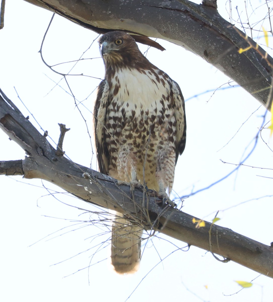 Red-tailed Hawk - ML612275157