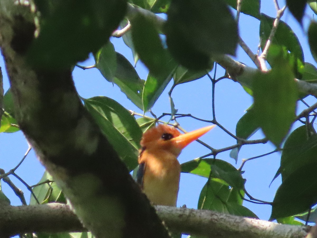 Yellow-billed Kingfisher - ML612275312