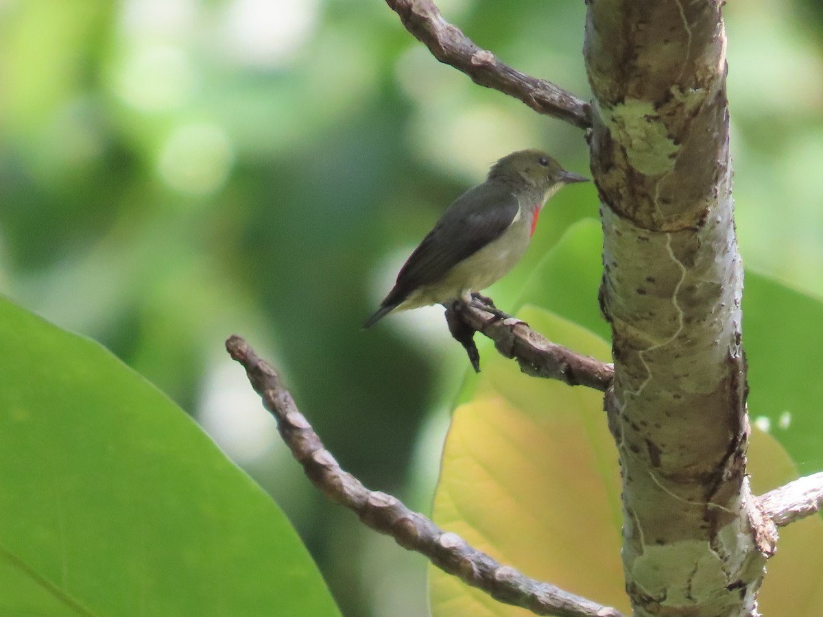 Olive-crowned Flowerpecker - Suzanne Beauchesne