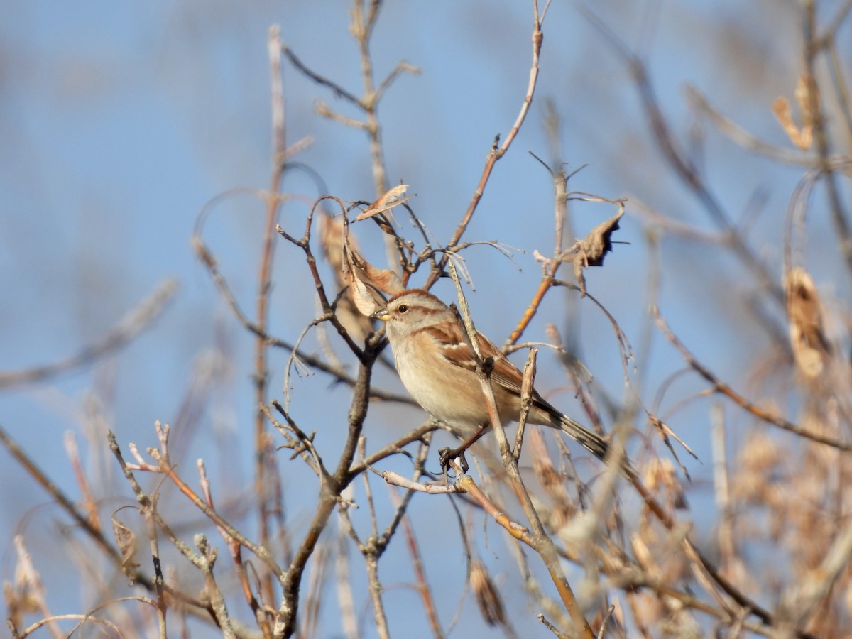 American Tree Sparrow - ML612275372