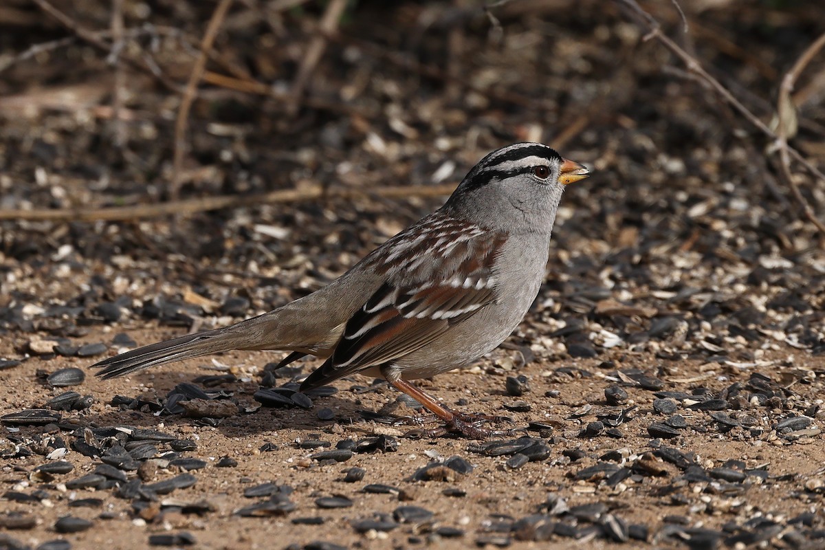 White-crowned Sparrow - ML612275731
