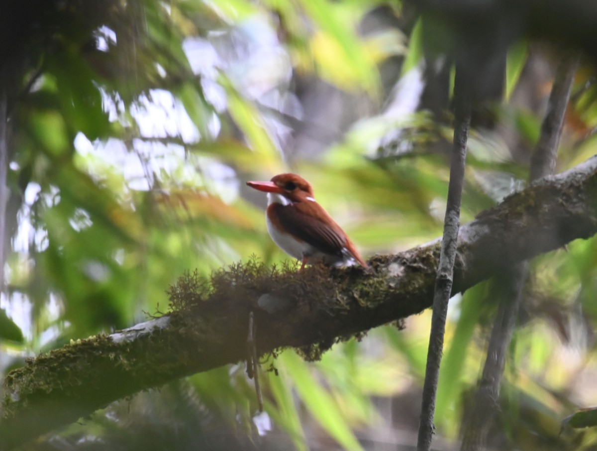 Madagascar Pygmy Kingfisher - ML612275936