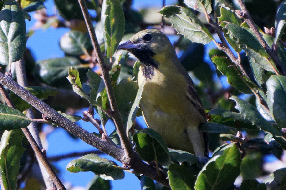 Orchard Oriole - ML612276914