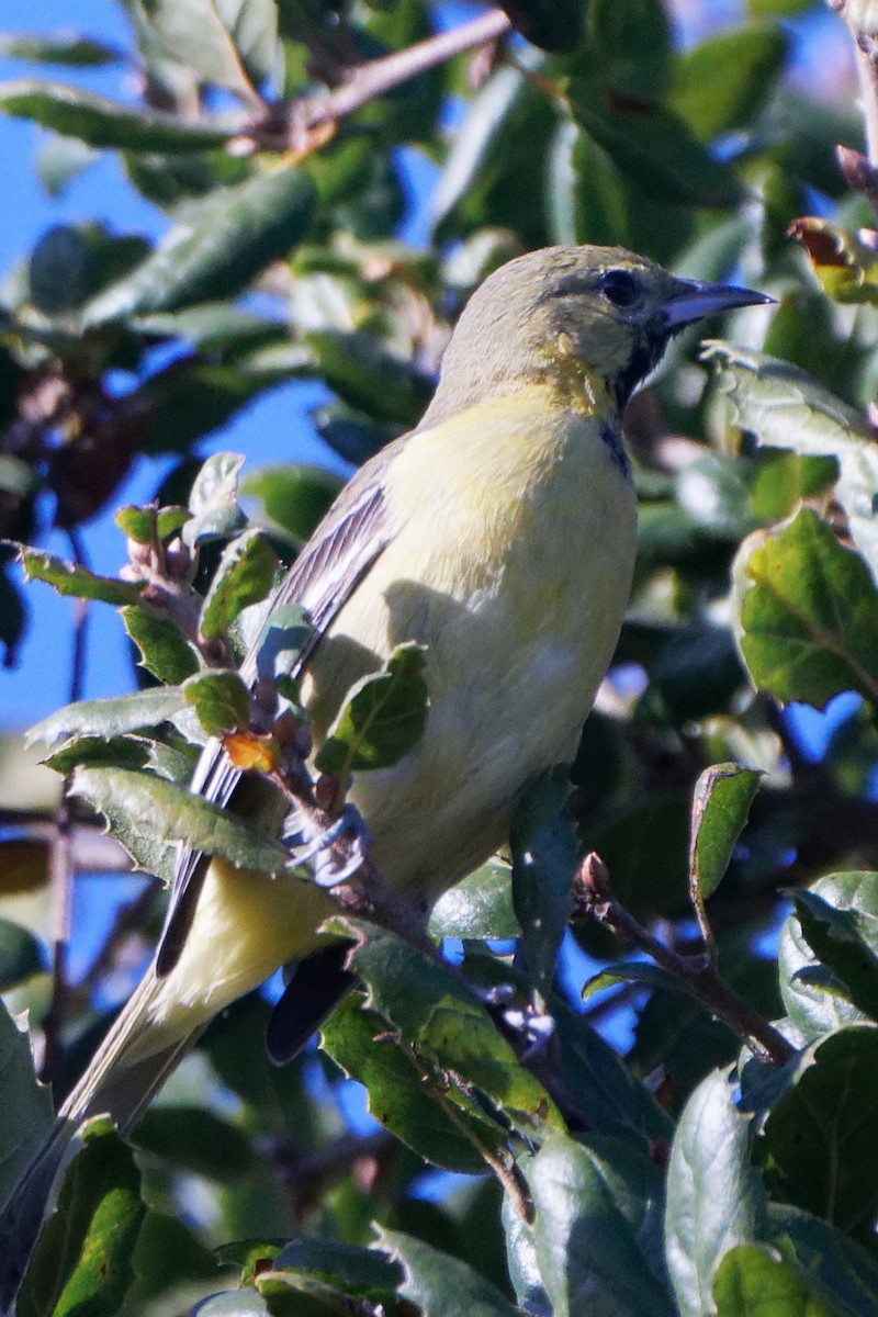 Orchard Oriole - ML612276919
