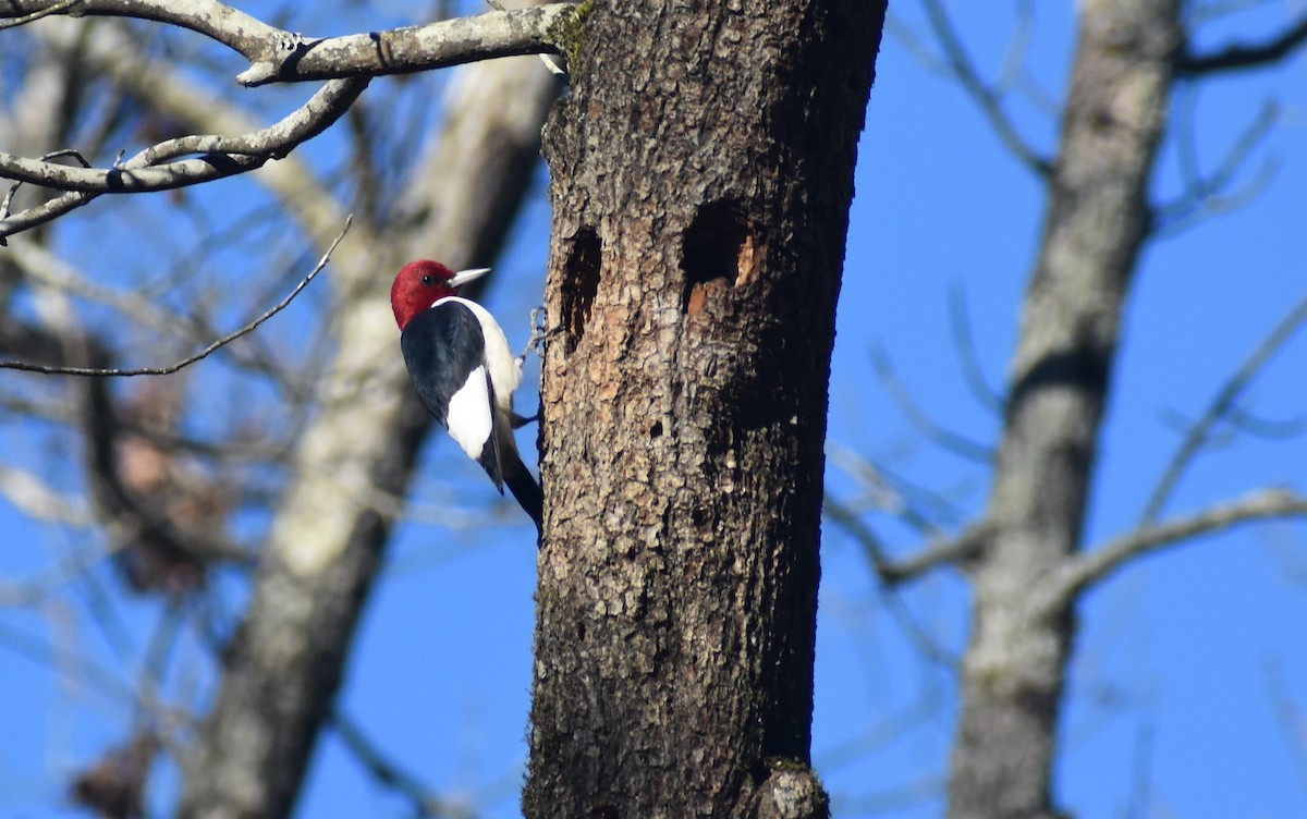 Red-headed Woodpecker - ML612277426