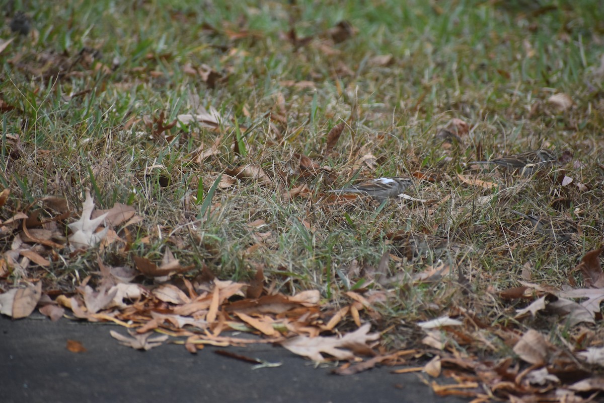 Chipping Sparrow - ML612277584