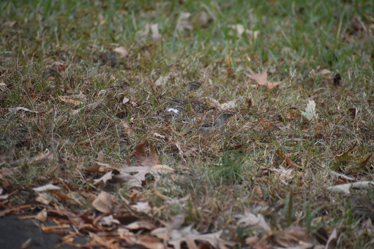 Chipping Sparrow - ML612277587