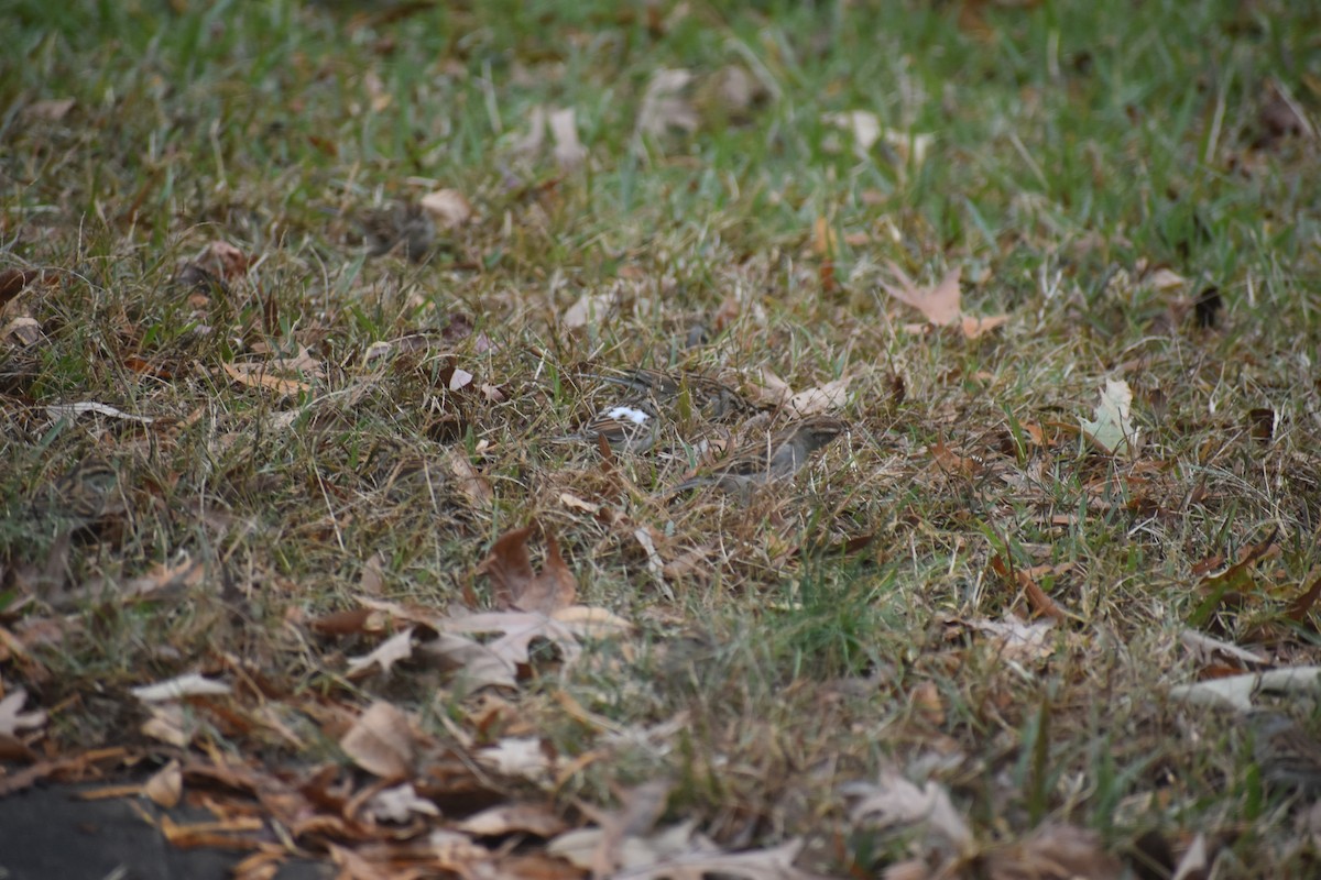 Chipping Sparrow - ML612277591