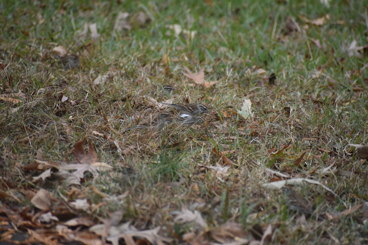 Chipping Sparrow - ML612277592