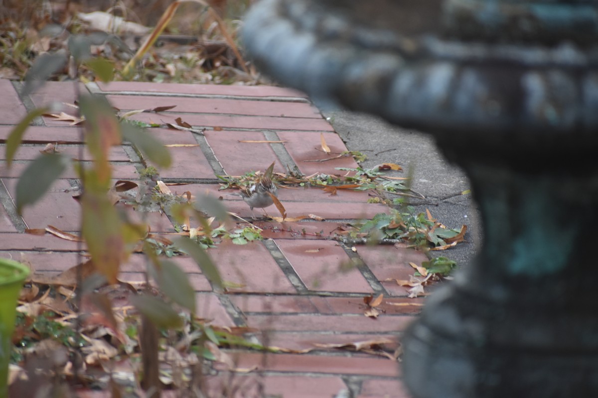 Chipping Sparrow - ML612277619