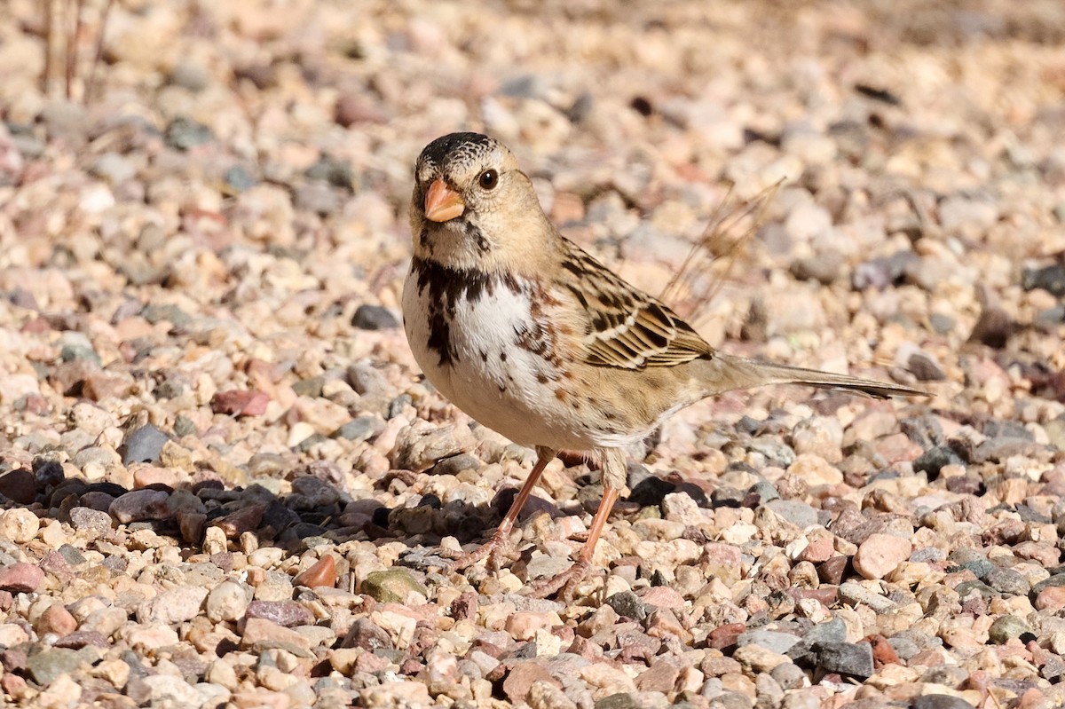 Harris's Sparrow - ML612278136