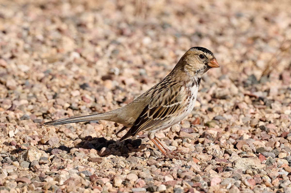 Harris's Sparrow - Cindy Marple