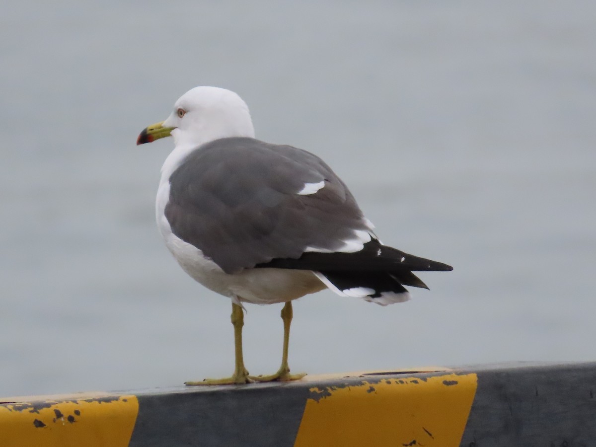 Black-tailed Gull - ML612278151