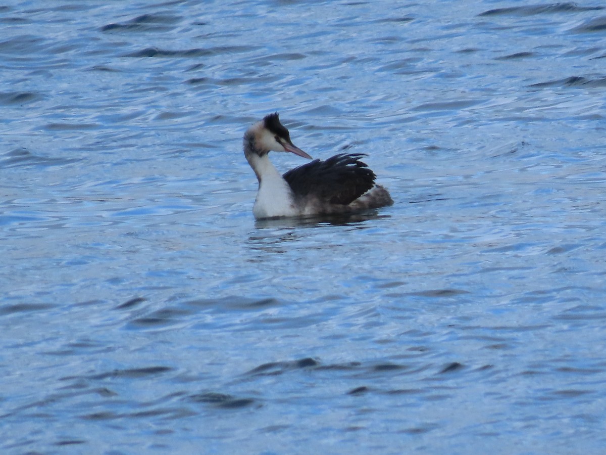 Great Crested Grebe - ML612278382