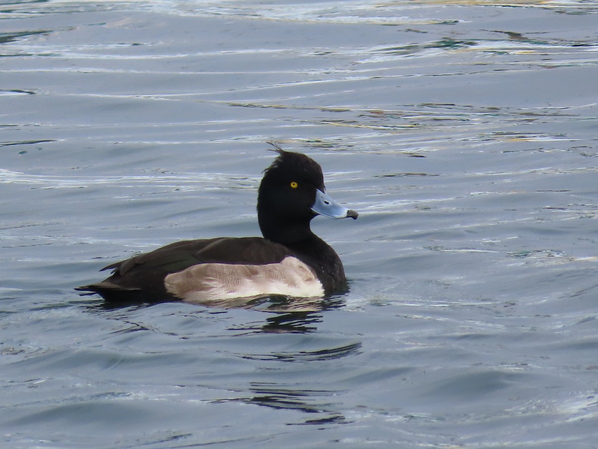 Tufted Duck - ML612278386