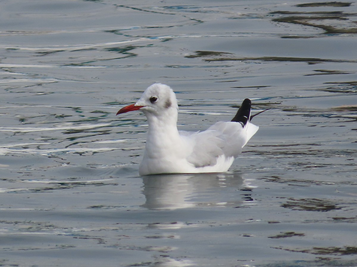 Mouette rieuse - ML612278397