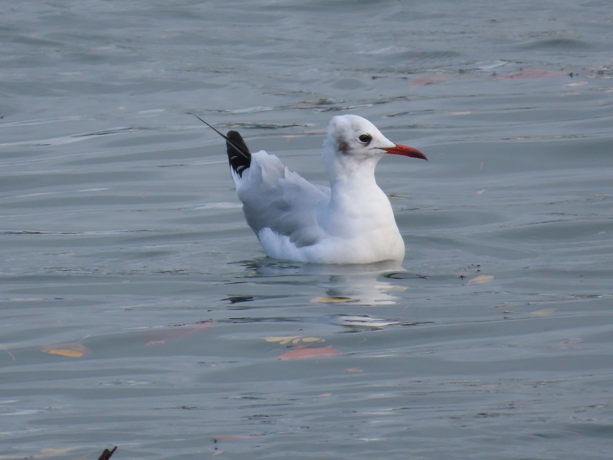 Mouette rieuse - ML612278398