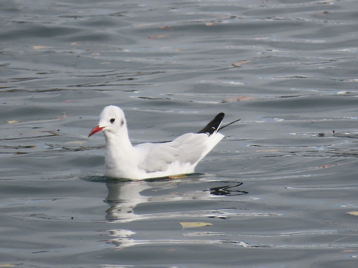 Mouette rieuse - ML612278399