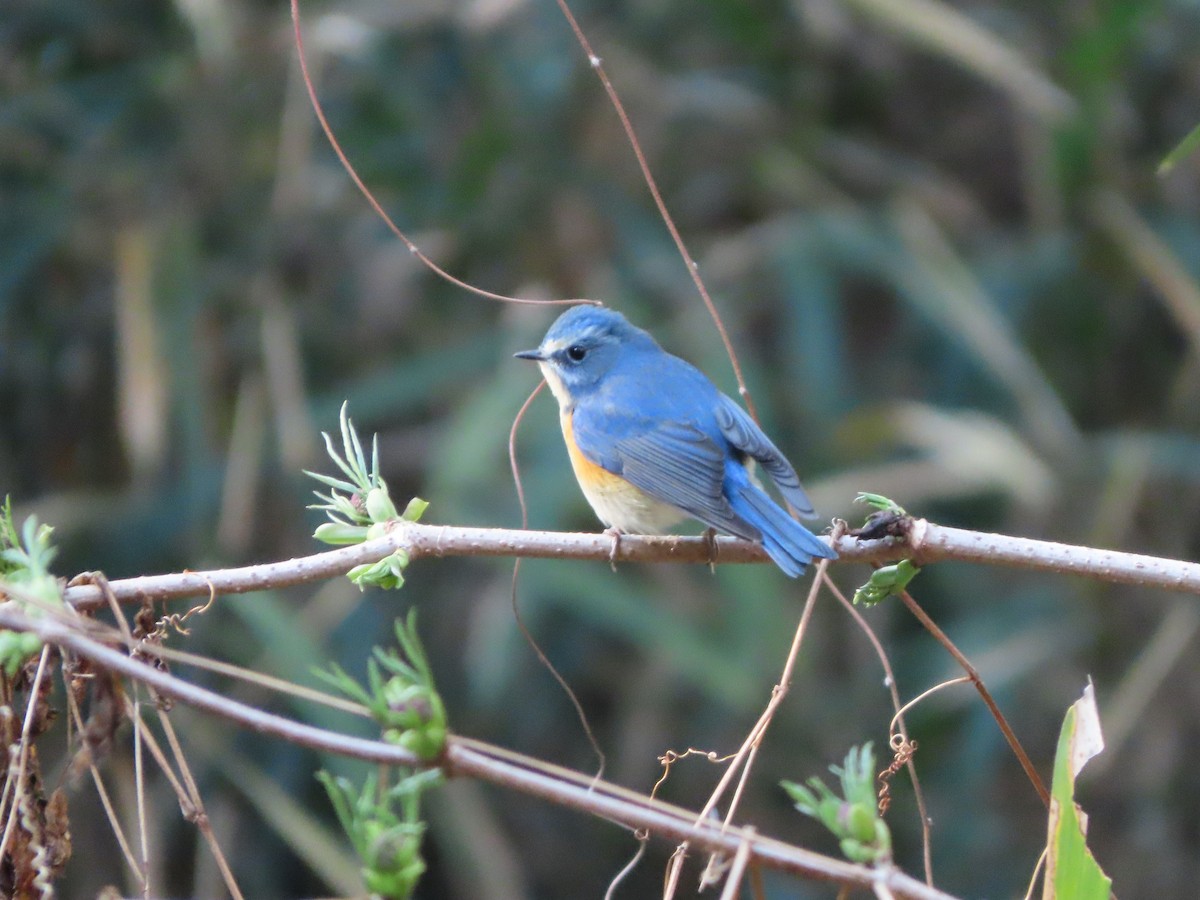 Red-flanked Bluetail - ML612278401