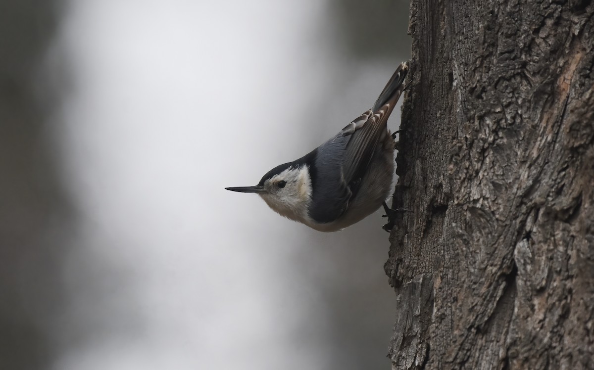 White-breasted Nuthatch - ML612278751