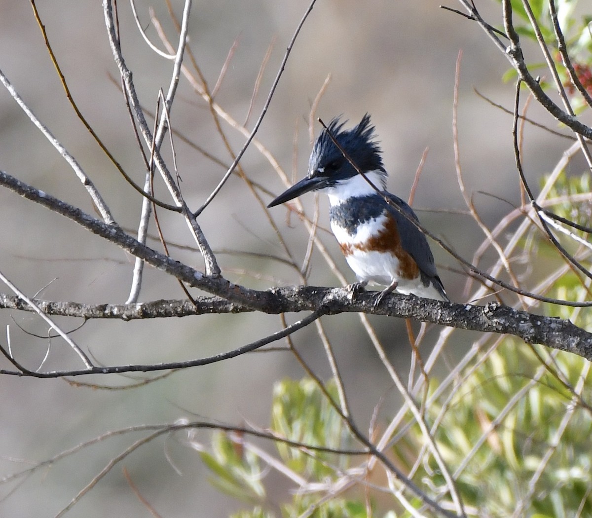 Belted Kingfisher - ML612278777