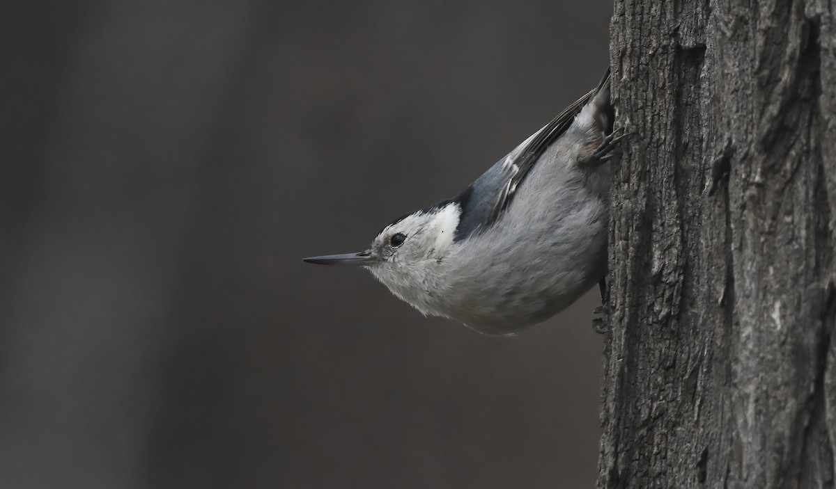 White-breasted Nuthatch - ML612278835