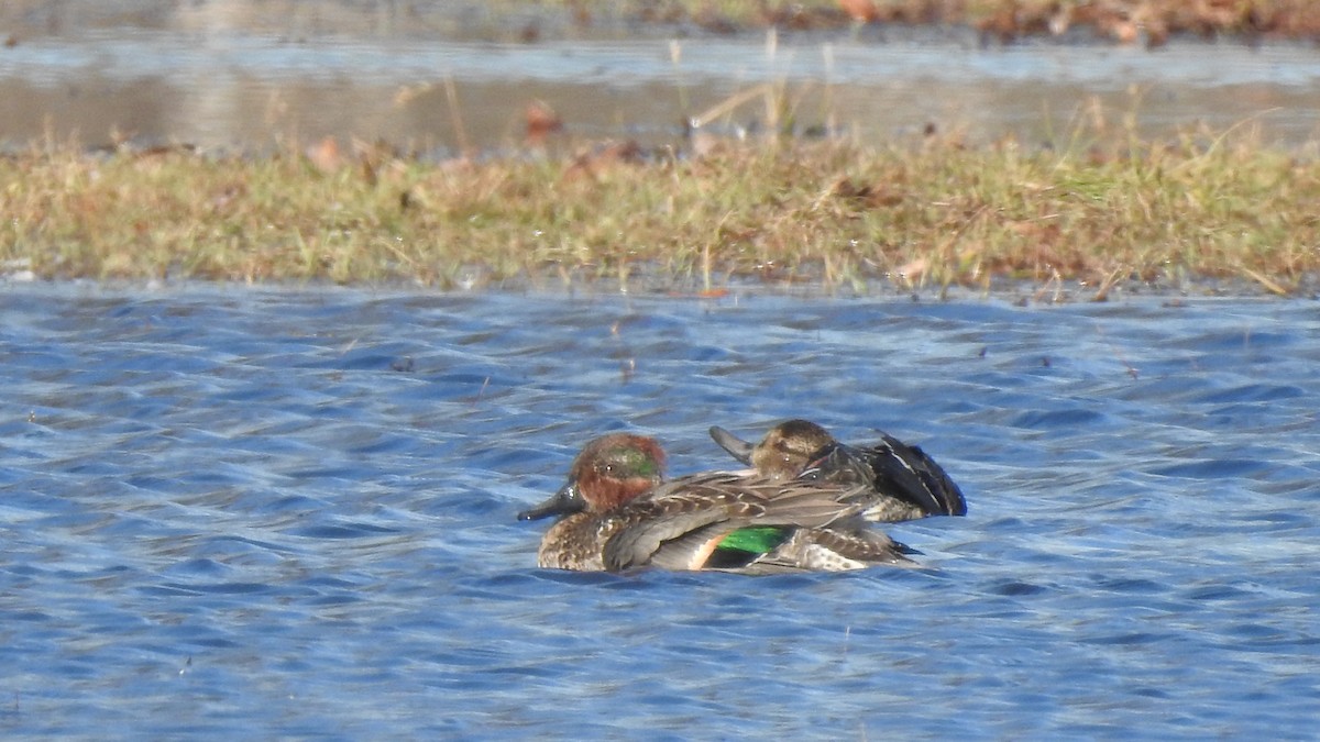 Green-winged Teal - ML612278898